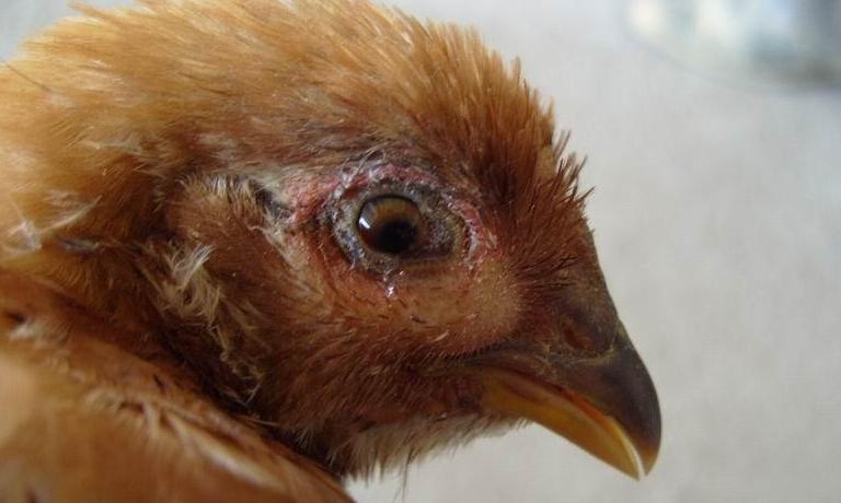 鸡群鸡冠肿了眼睛也肿了是什么病,鸡拉白痢脸肿是怎么回事