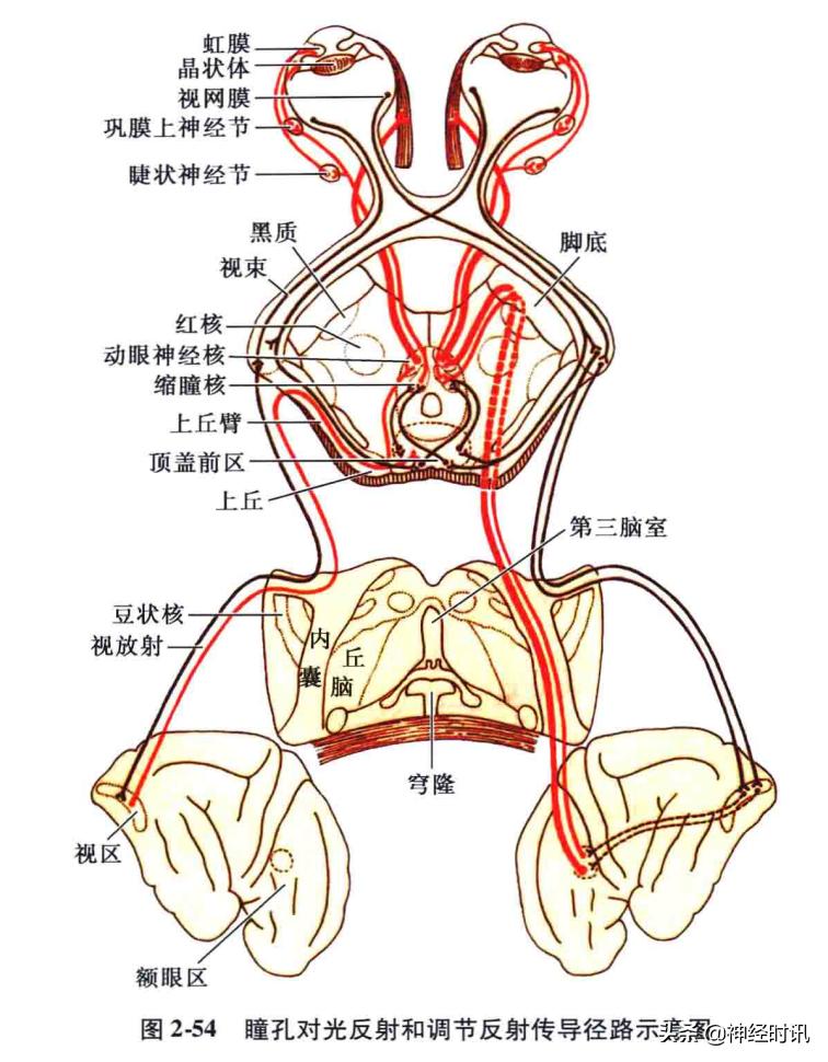 脑干解剖,脑干神经解剖