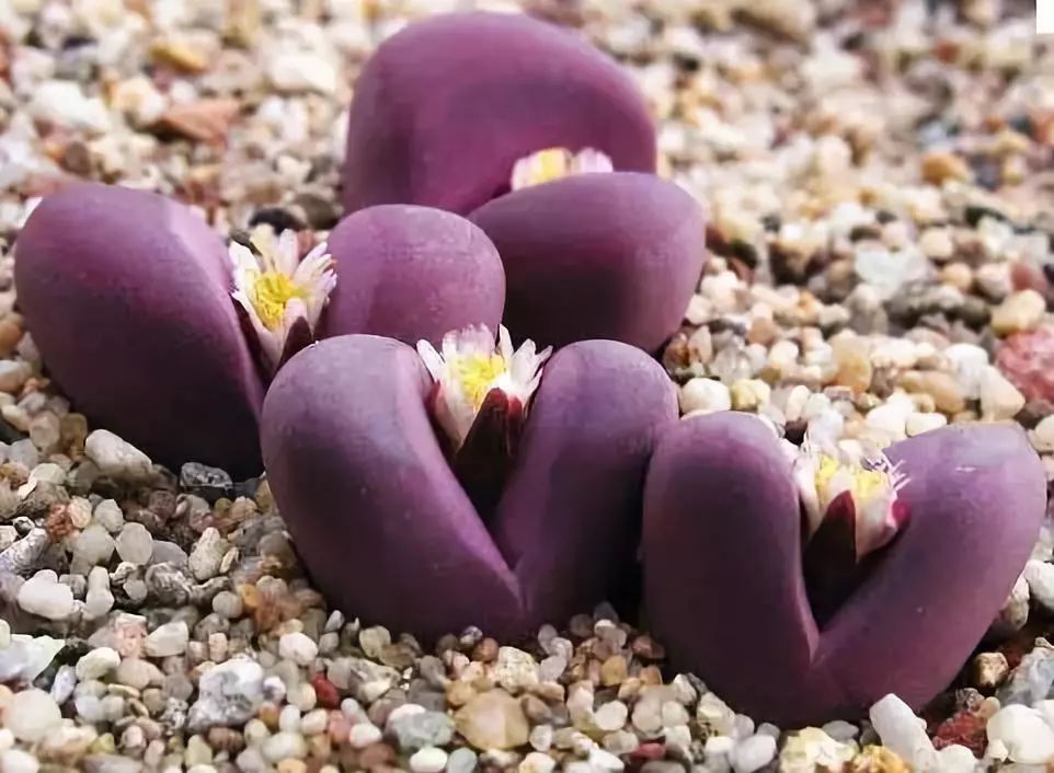 世界十大漂亮名贵花卉,植物研究世界名贵花卉