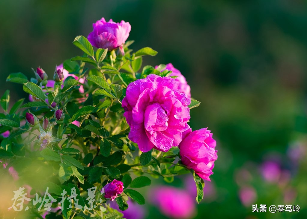 五月玫瑰花期,五月玫瑰盛开时
