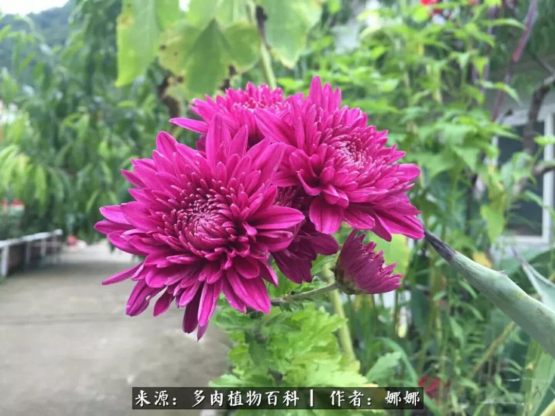 篱笆花开情常在，守你一生不变！