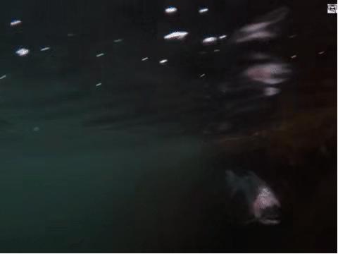 曾标榜健康的进口海鲜，幕后养殖曝光，堪比垃圾食品（菲李漫画）