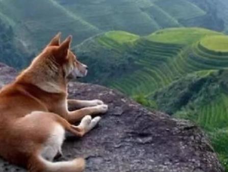 为什么那么多人嫌弃中华田园犬呢,中华田园犬真的是好狗