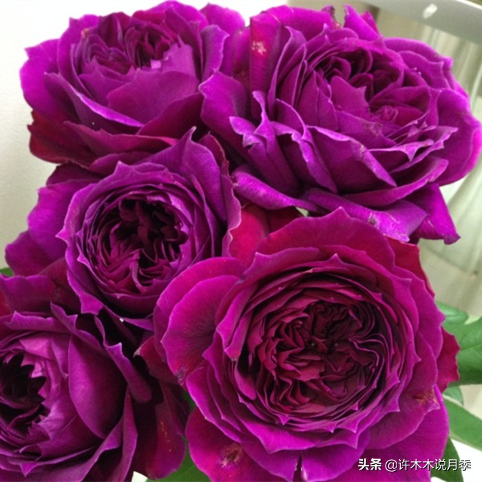 买到牙签苗怎么办,月季牙签苗能买吗