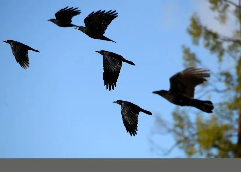 乌鸦和喜鹊的成语,乌鸦和喜鹊是什么时候出现的