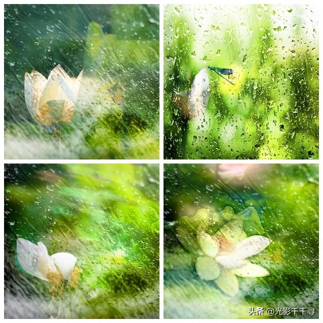 这10个荷花摄影技巧各个好用,摄影爱好者分享荷花拍摄小技巧