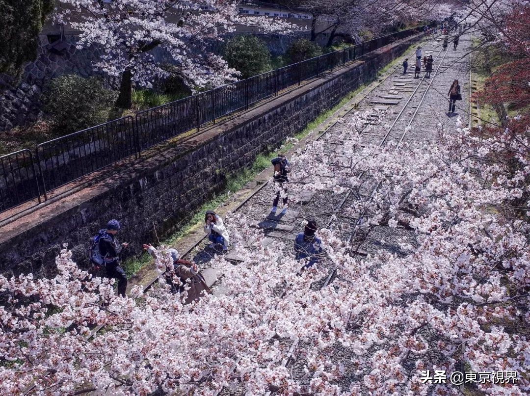 我在京都，攒下一整个春日的绝美樱色送给你。