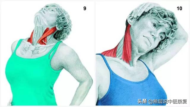 搏击肌肉拉伸图谱,最全的肌肉拉伸图谱