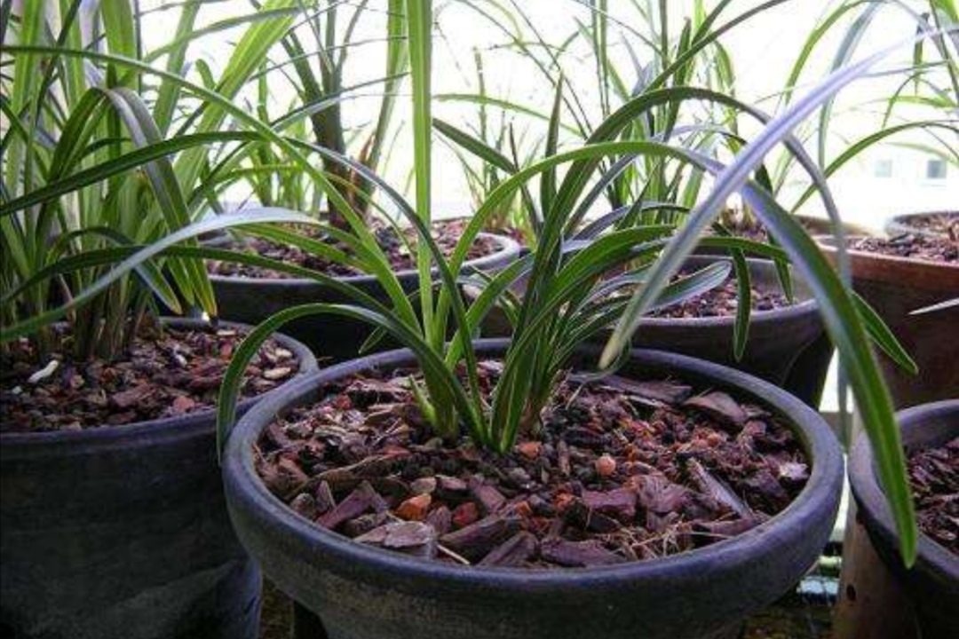 兰花用兰花专用土怎么养护,新手养兰花需要什么植料能养活