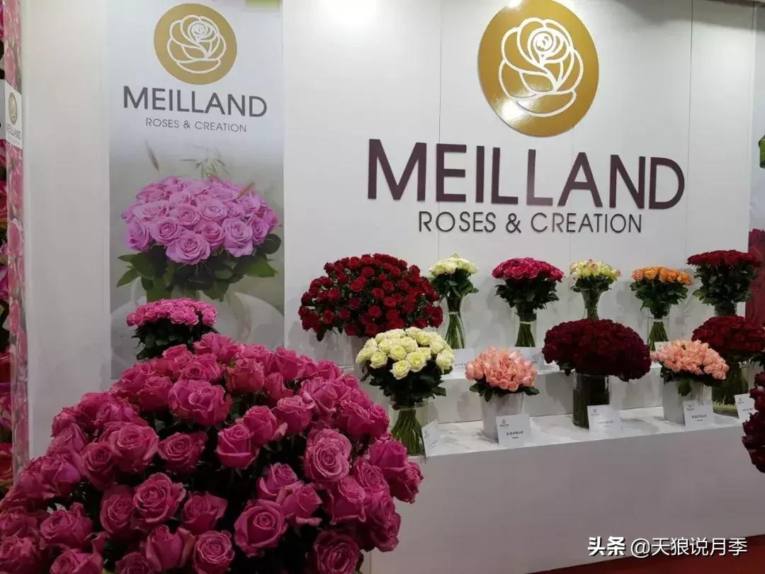 哪些月季品种抗病强,抗病性好月季有哪些