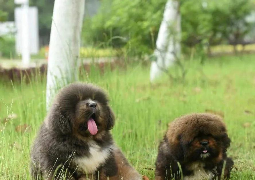 *藏西**袖犬：真实的存在，还是神秘的传说？