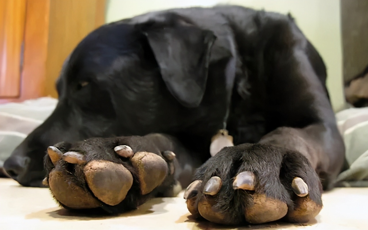 为什么狗狗会得趾间炎,为啥有些狗会得狂犬病