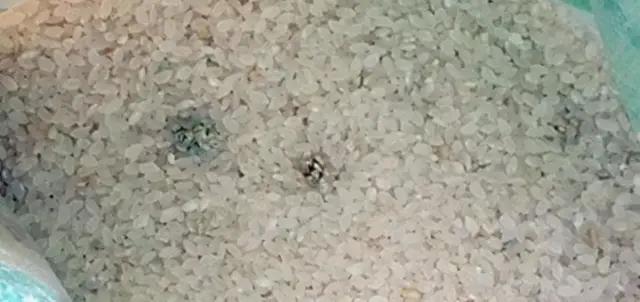 大米饭的10大禁忌,大米的注意事项