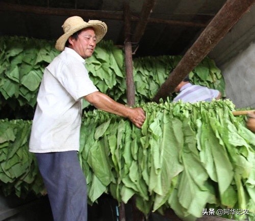 怎么样烘烤烟叶视频,怎样烘烤中部烟叶
