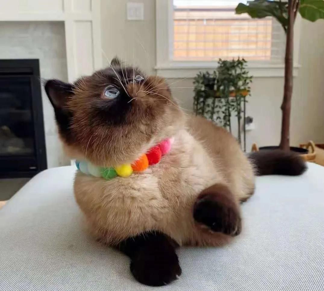 猫咪长了像胡子一样的毛 (为什么一个月多的猫咪毛发很凌乱)