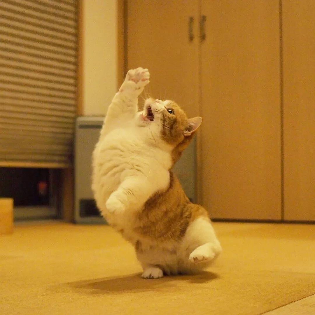 猫咪兄妹萌翻全场,短腿猫咪兄妹