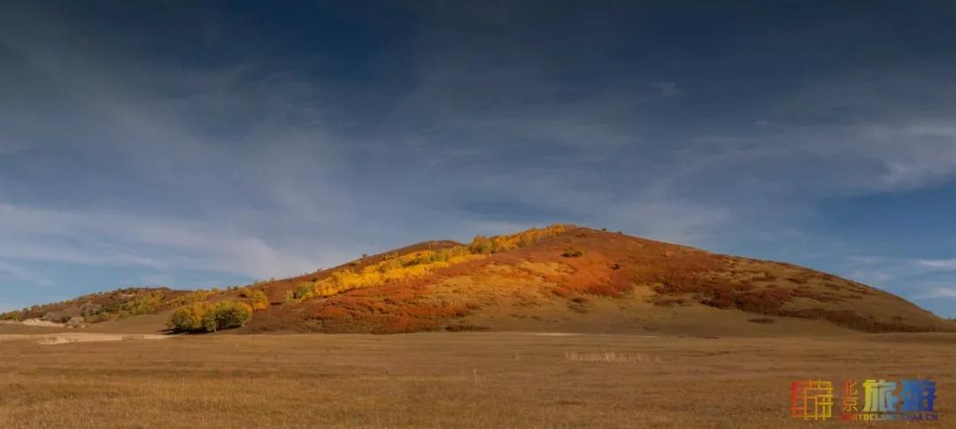 一到秋天,这里就美成了金色天堂!全世界独一份!