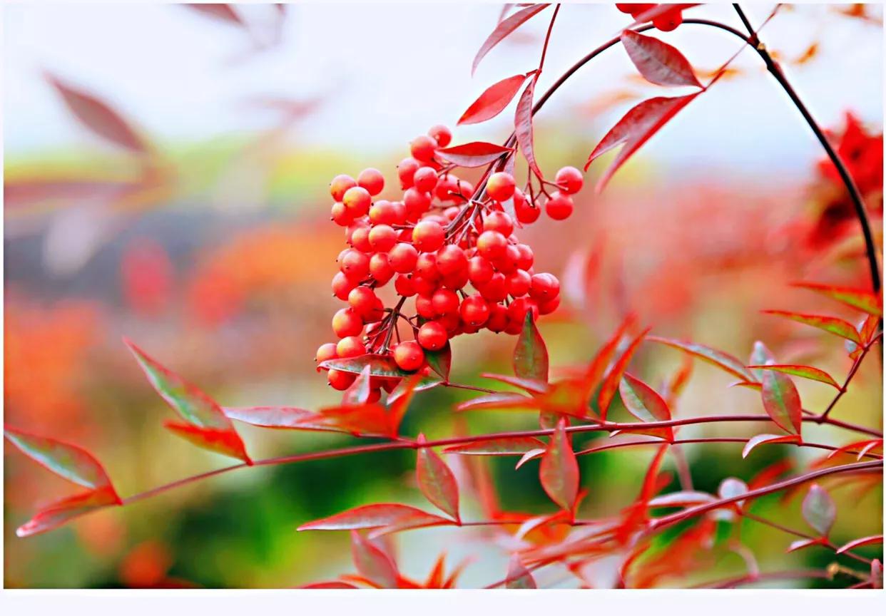 红豆是种子吗还是果实,红豆相思豆长什么样