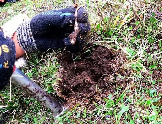 虫草的采挖时间是几个月,带你体验虫草采挖全过程