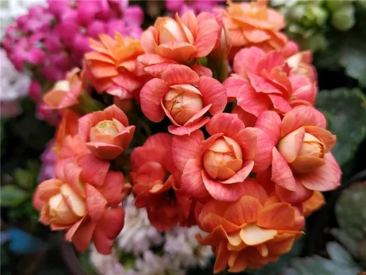 长寿花，寓意好、开花漂亮，花期长，品种多达300个