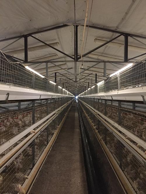 畜禽养殖抗菌药减量化指导,畜禽养殖源头减量控制技术