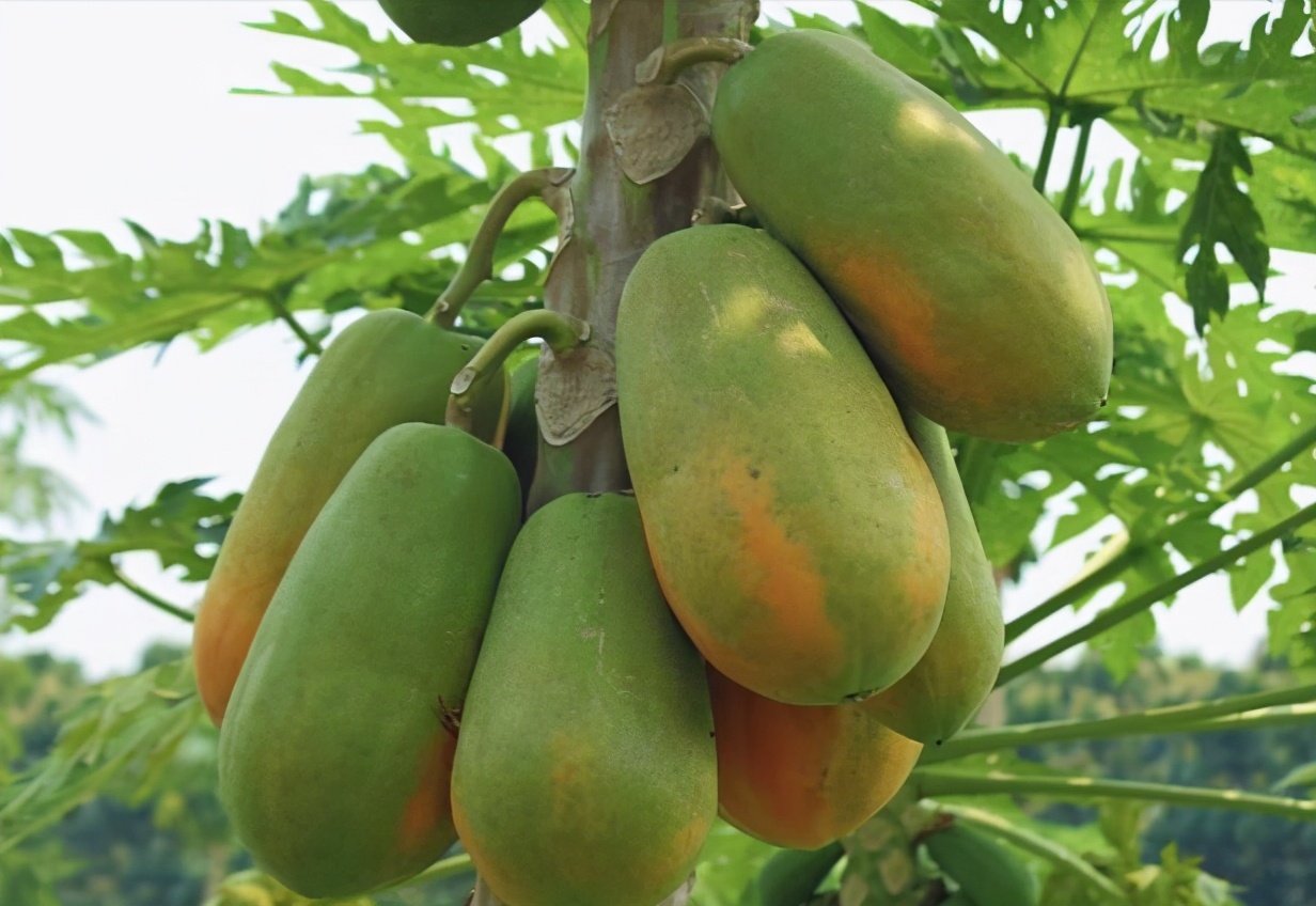 木瓜的最佳采收时间,皱皮木瓜什么时候采收