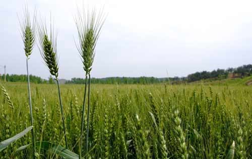 麦田禾本科除草剂药害症状,麦田除草剂对油菜的药害怎么解决