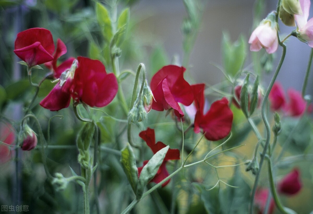 每个十一月生日对应的生日花,365天每天代表生日的花有哪些