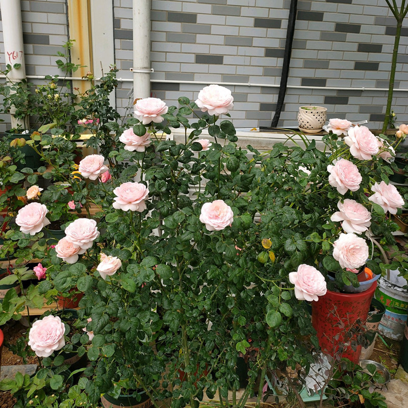 月季根腐烂怎么补救,月季根系烂如何补救