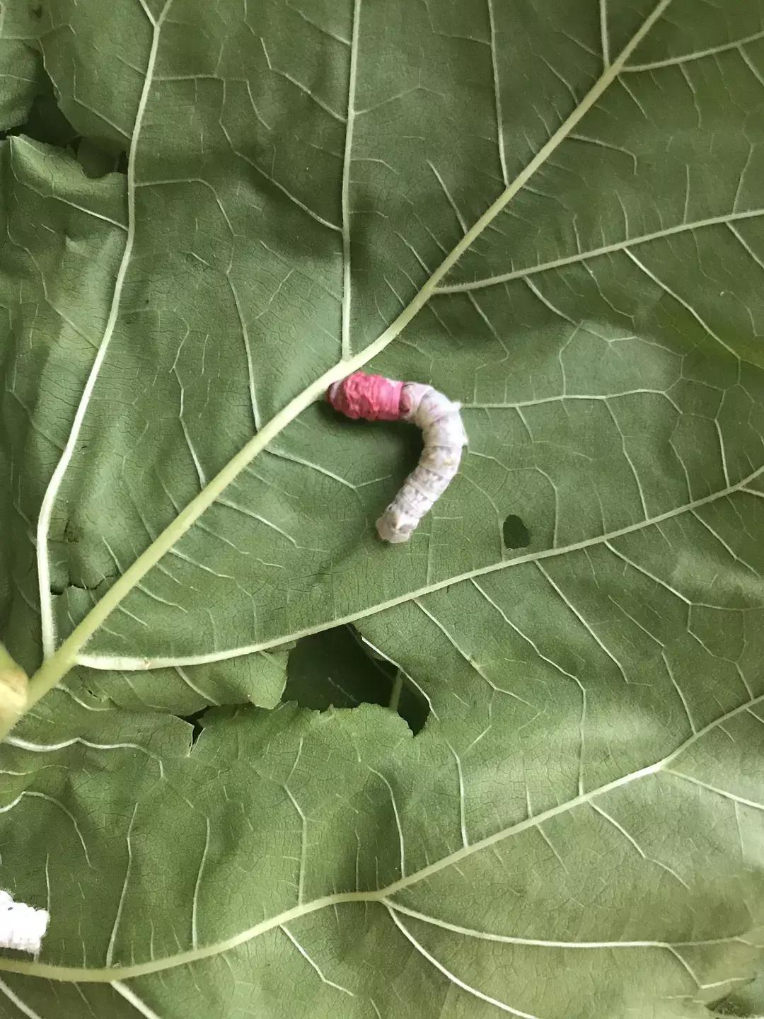 蚕宝宝你在养吗,蚕宝宝养的过密会死吗