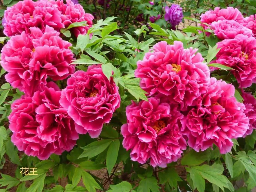 国色天香牡丹花雍容华贵,花中之王国色天香牡丹花