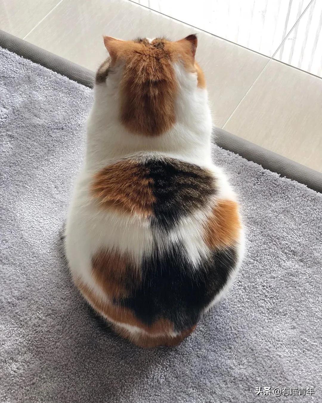 漂亮的三花猫欣赏,最迷人的三花猫