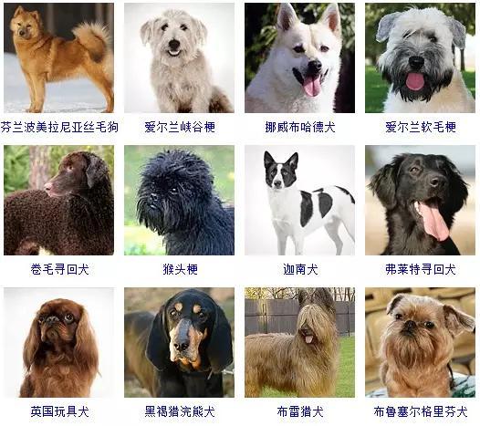 狗狗的所有类型品种大全介绍,狗狗什么品种又听话又好养