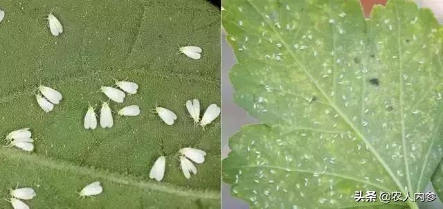 瓜类蔬菜主要病虫害识别与防治,瓜果蔬菜防虫害知识