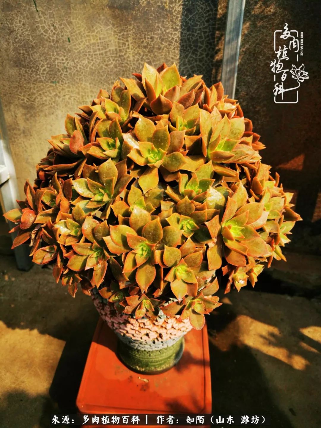 凤凰涅槃,浴火重生!多肉法师圣斗士们的秋天!(附养护经验)