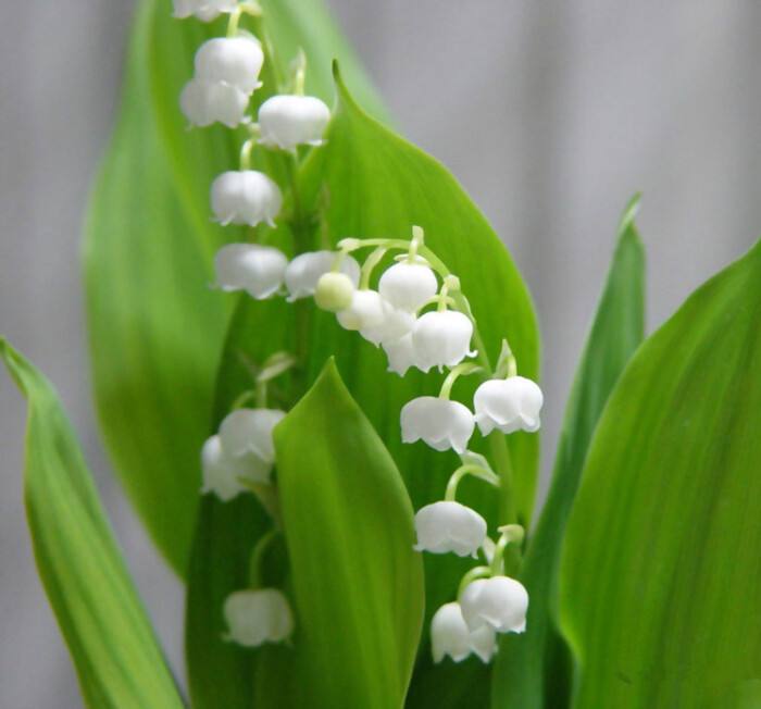 13种有毒的盆栽花卉有哪些,十种有毒的花卉有哪些