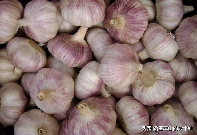 大蒜素在养殖中的功效与作用,大蒜素在养殖中的应用