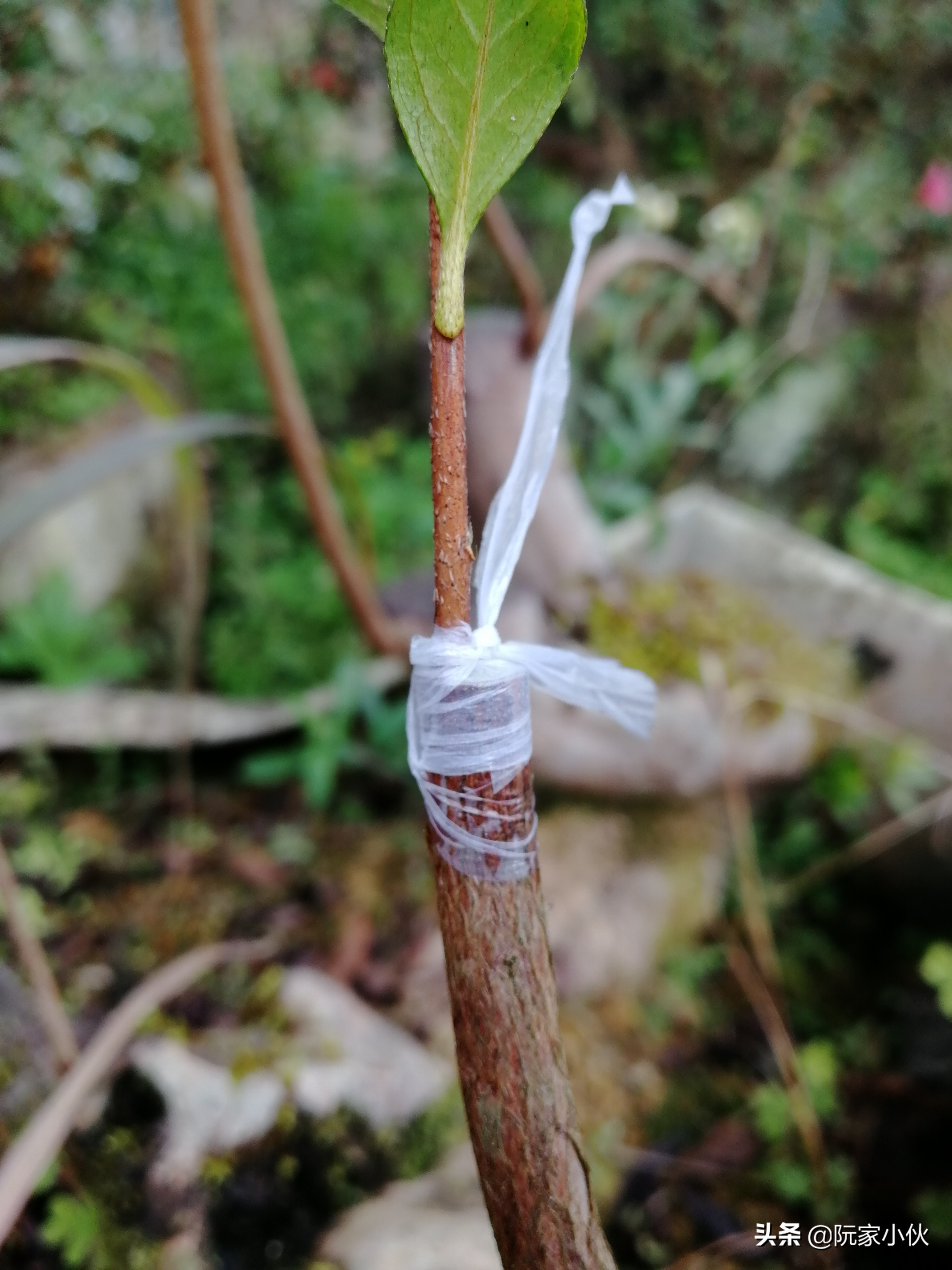 用毛杜鹃还是映山红嫁接杜鹃好,映山红嫁接皋月杜鹃亲和力好吗