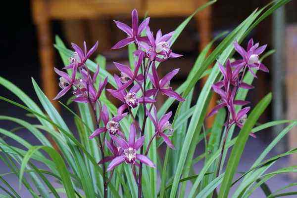 大别山春兰花品种鉴别图谱,兰花假鳞茎品种鉴别图谱