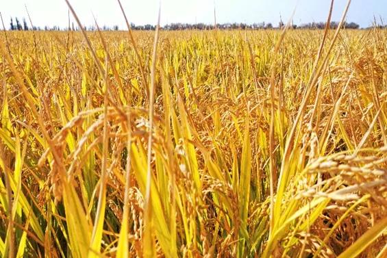 端午食博会暨特色农产品展13日开幕！绵乐眉成达资都来了