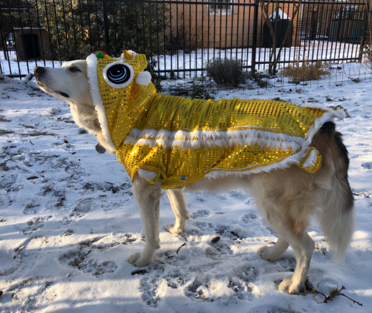 中国尿盆在美国高价热卖!放红酒当果盘,外国人这么好骗吗哈哈哈