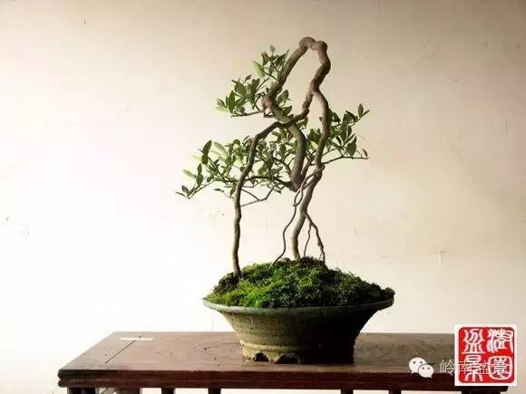 高桩金豆盆景大全,金豆双杆文人盆景欣赏