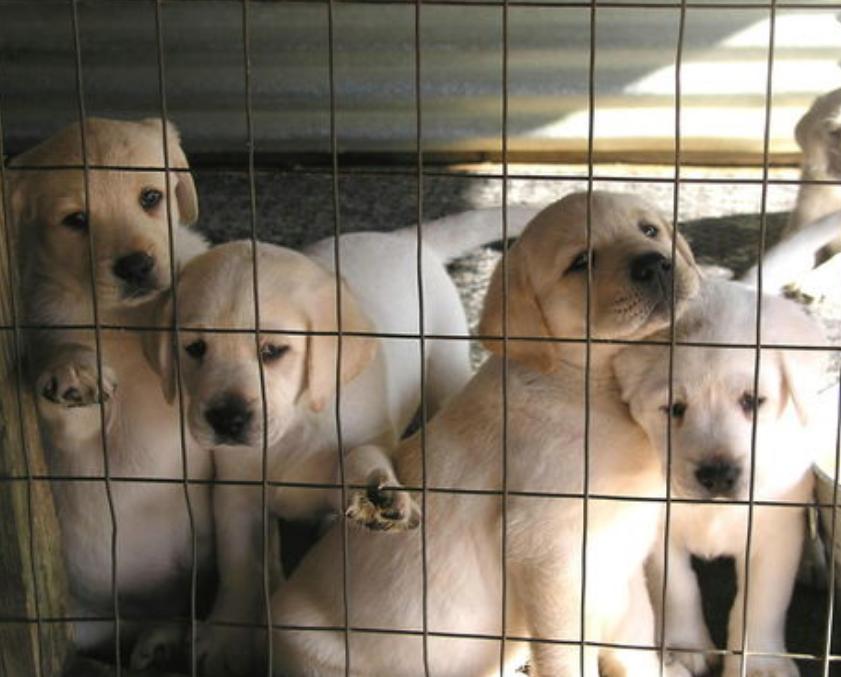 挑选好狗最简单的办法,如何挑选狗的正确方法