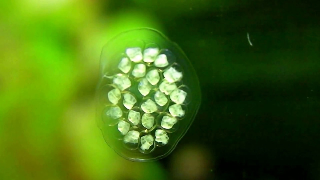 观赏螺多久繁殖一次,不容易繁殖的观赏螺排行榜