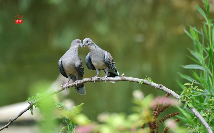 斑鸠与桑葚｜读了来稿