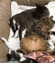 猫会偷吃螺蛳粉吗,猫吃螺蛳粉放屁了