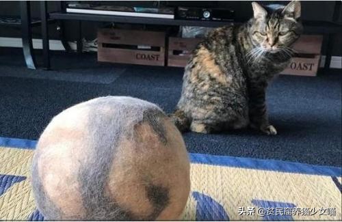辟谣猫咪,猫咪吐毛球的学术说法
