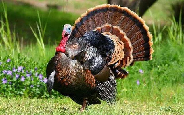 散文食物,散文难忘的美食