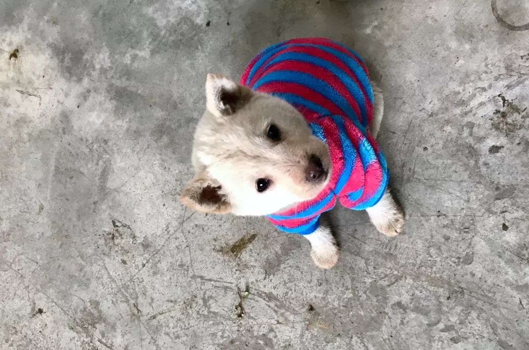 被狗咬出血的伤口怎么处理,被狗咬出血了怎么处理