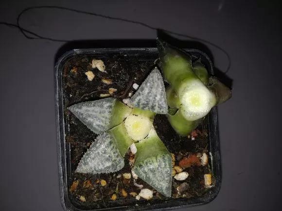 玉露徒长了如何解决,玉露徒长叶子细长干瘪还能恢复吗